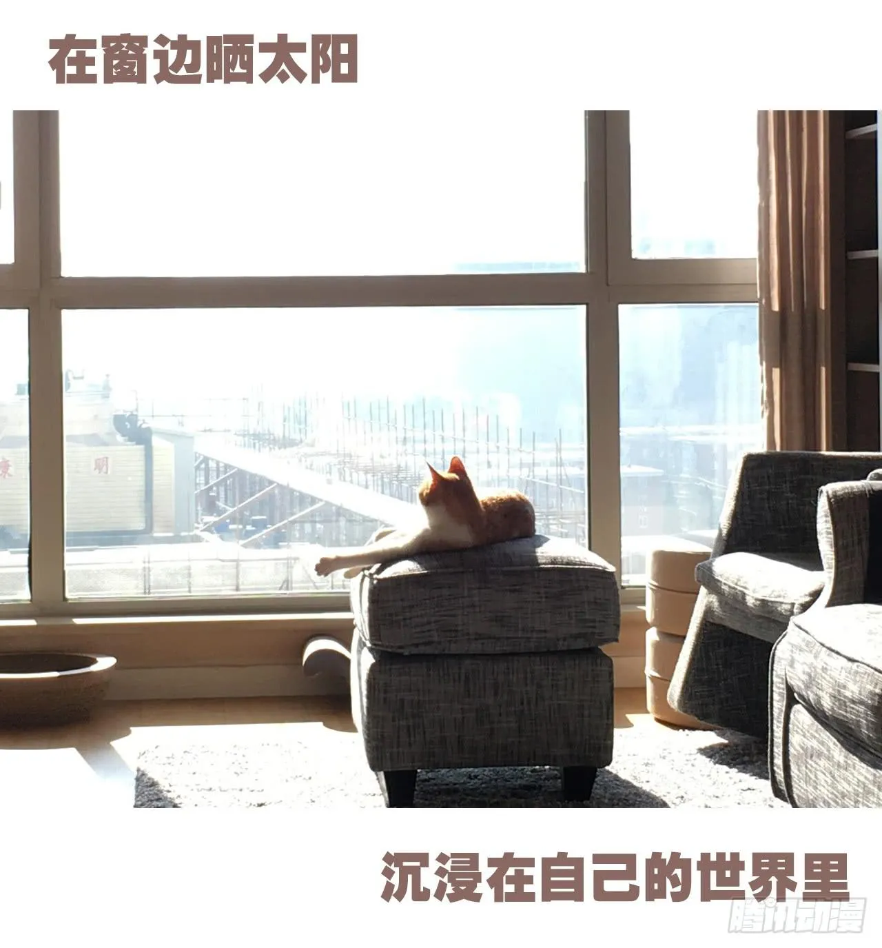 特别篇：家有俩猫 第23页