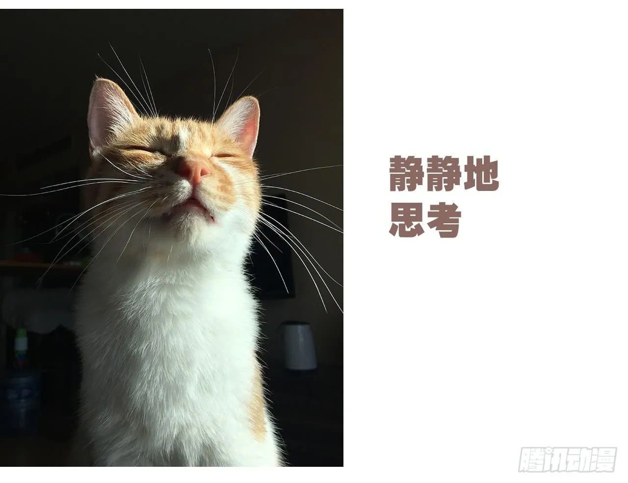 特别篇：家有俩猫 第24页