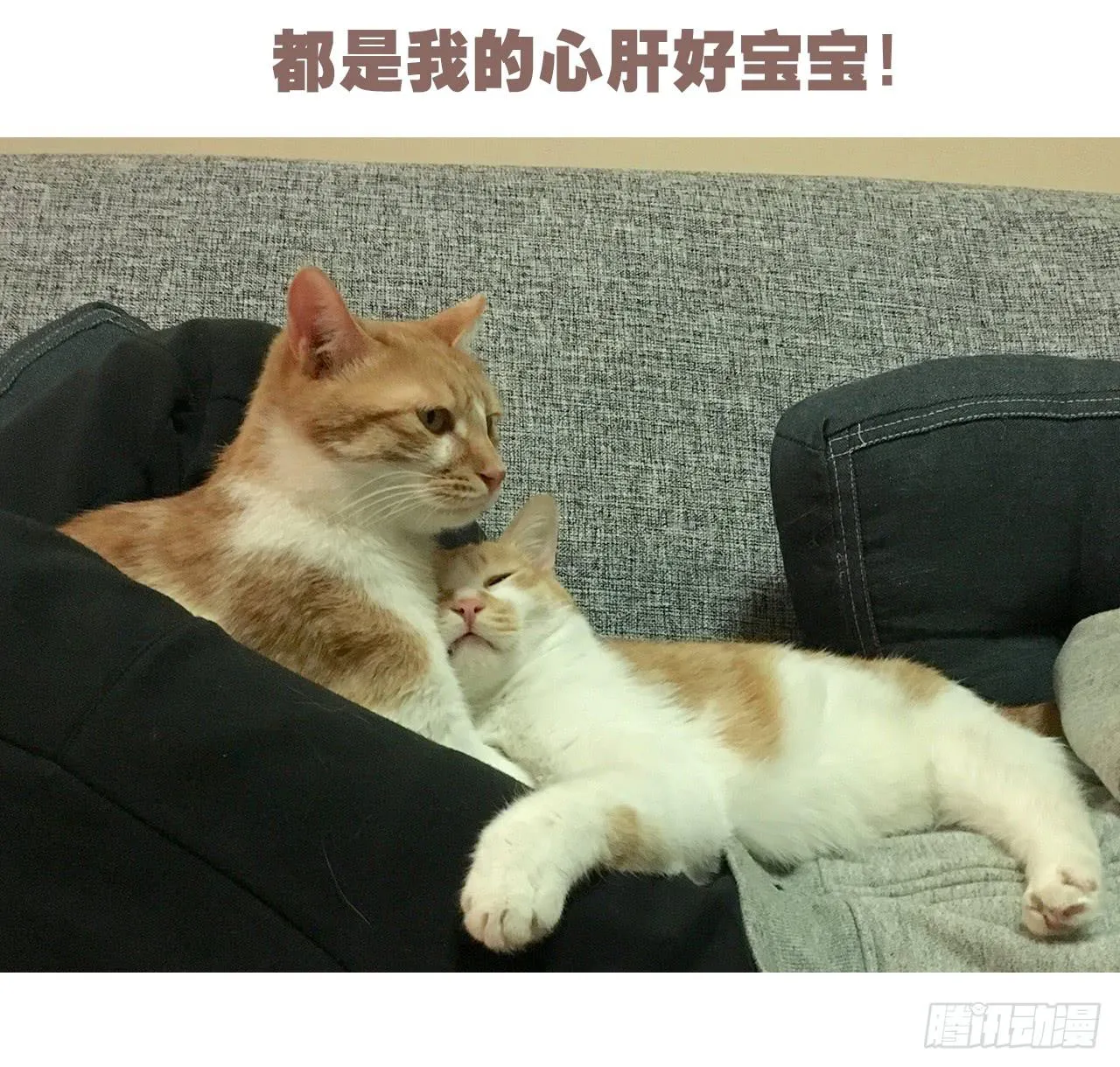 特别篇：家有俩猫 第25页