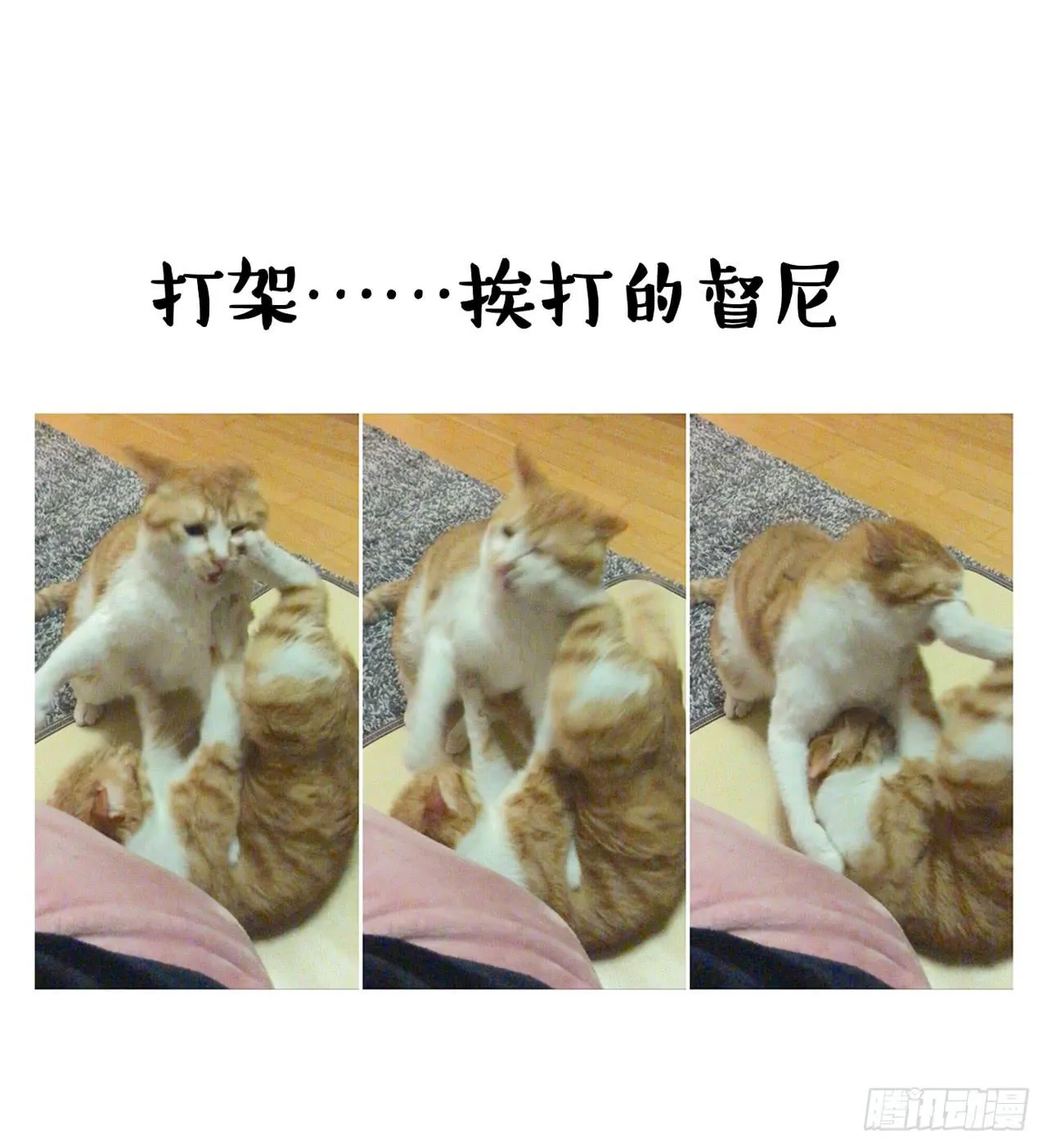 家有俩猫 之二 第15页