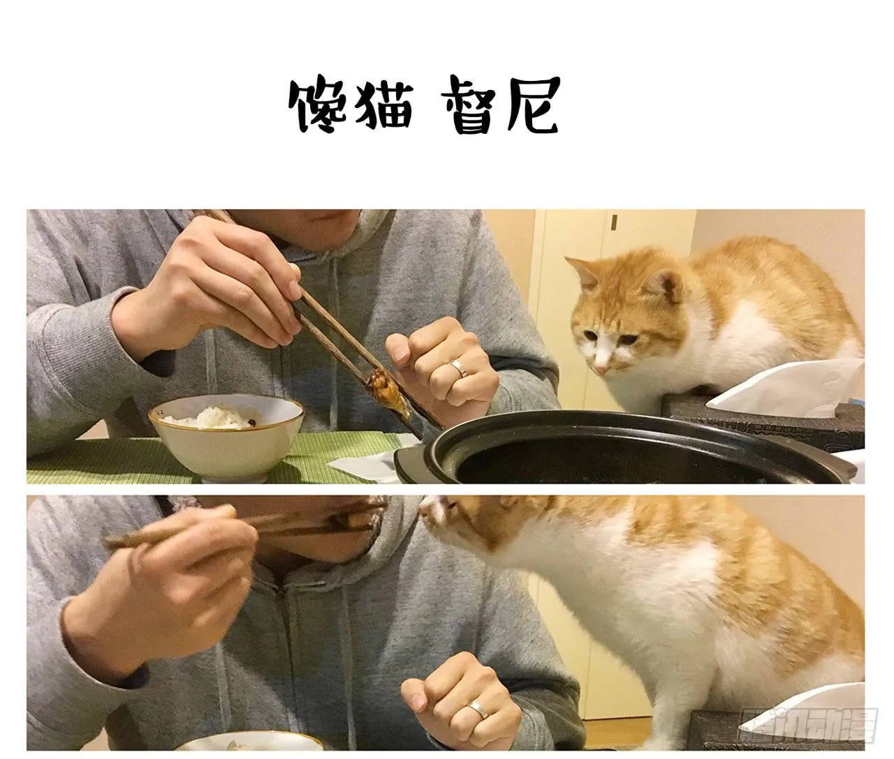 家有俩猫 之二 第16页