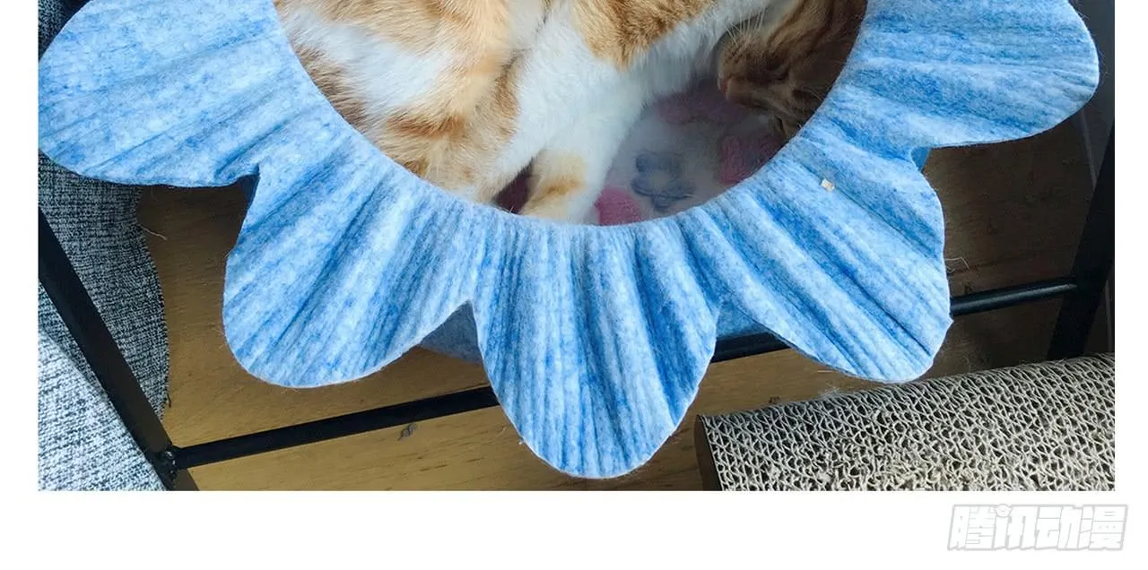 家有俩猫 之二 第20页