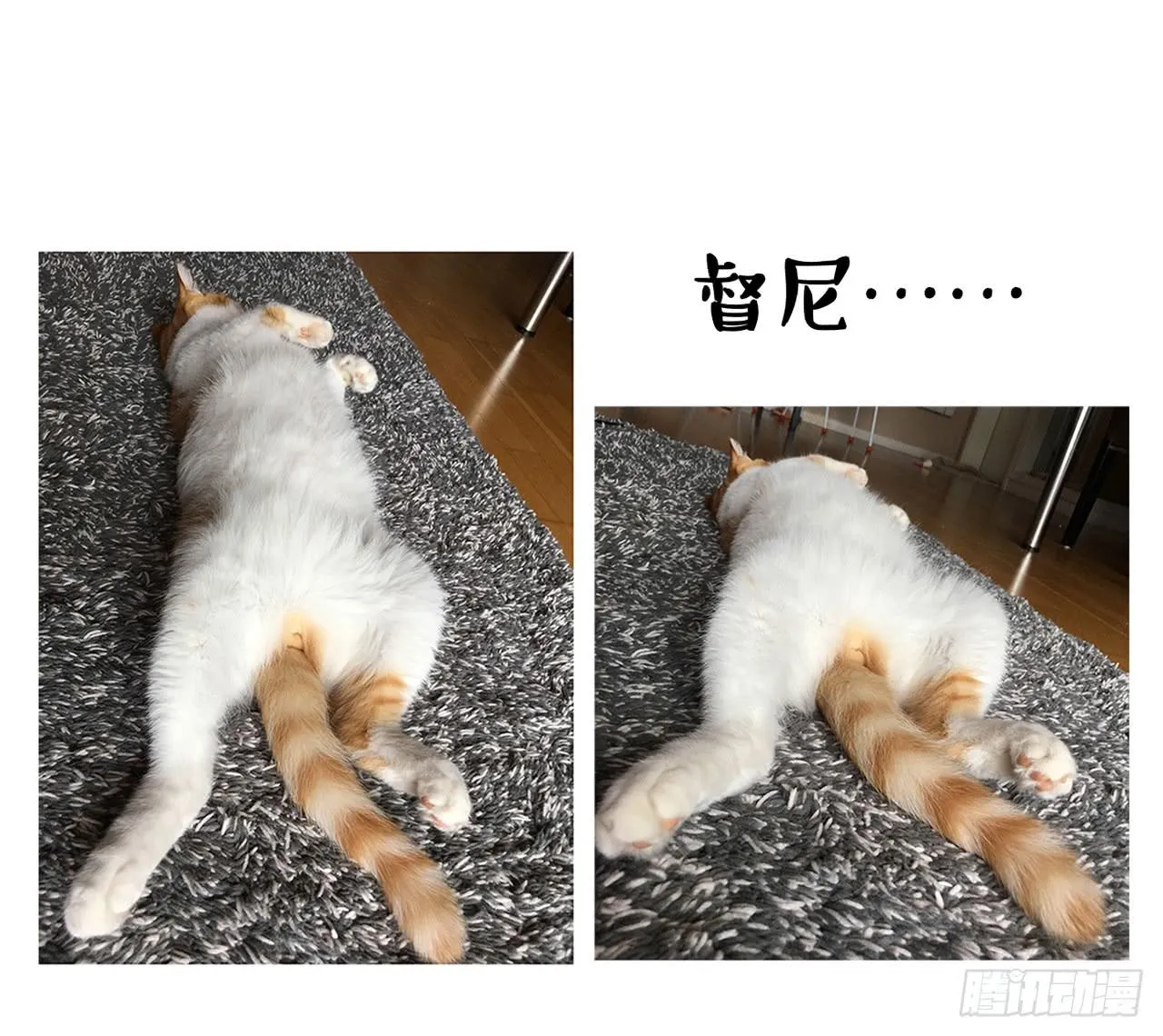 家有俩猫 之二 第22页