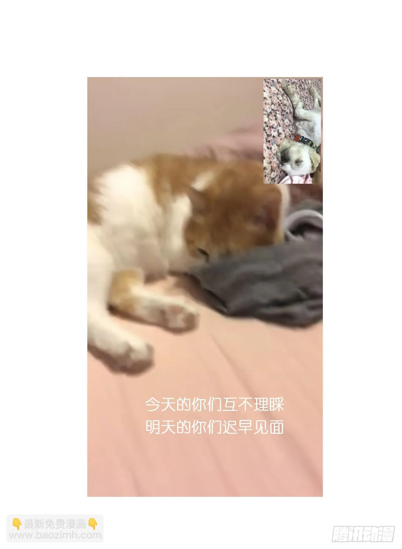 邀请你进行视频通话 第29页