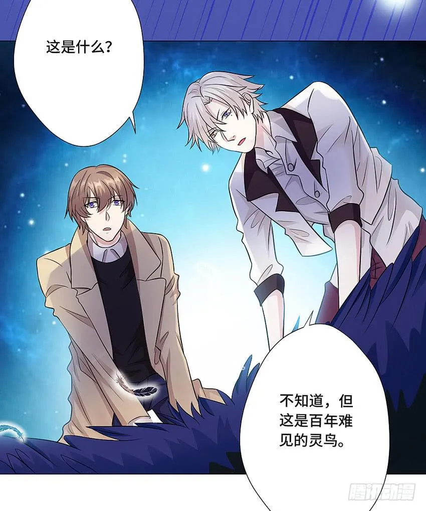 灵鸟 第27页