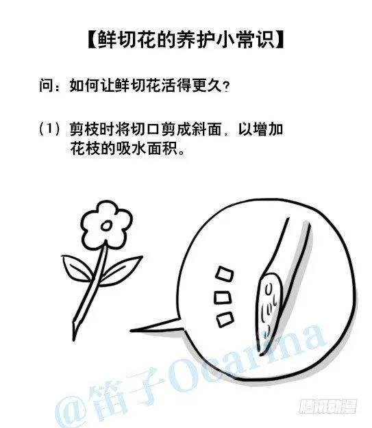 137 切花 第2页