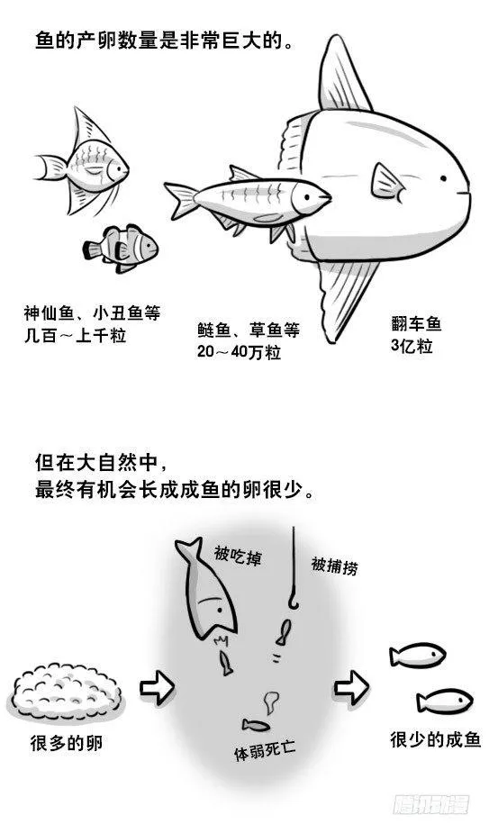 279 鱼 第2页