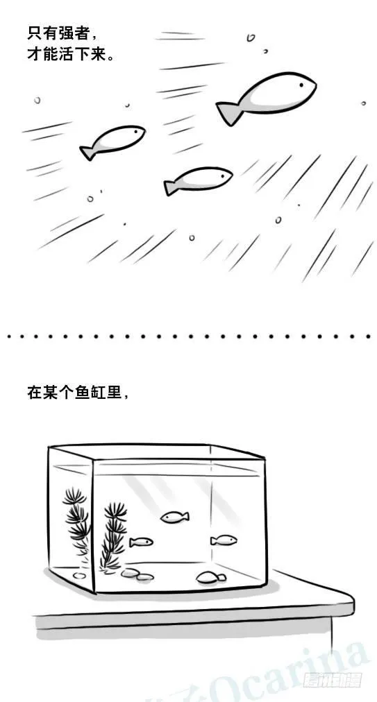 279 鱼 第3页