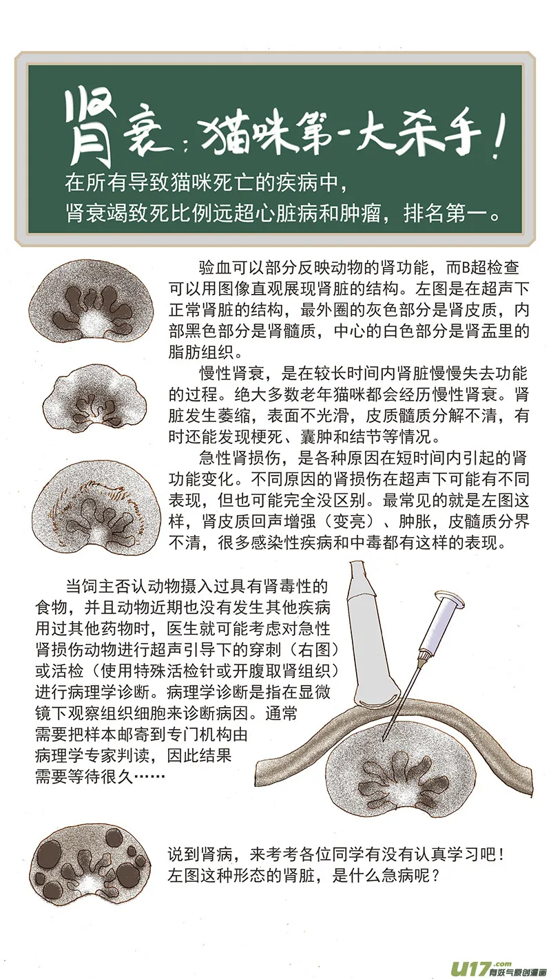 108 猫的肾病 第15页