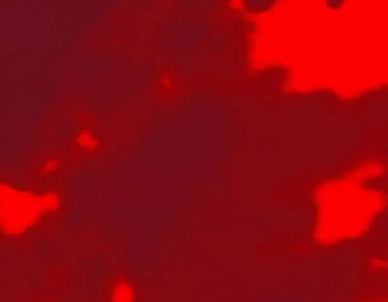第466话 谢焱之死 第146页