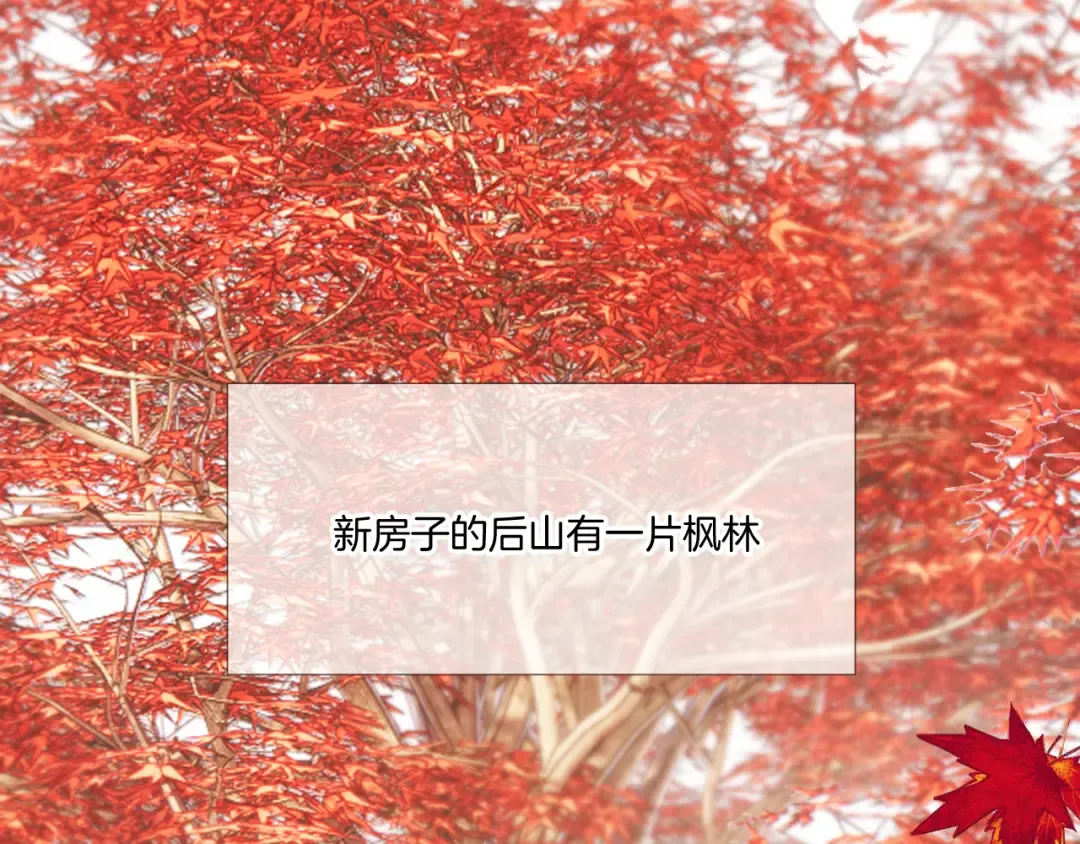 枫与樱（番外篇） 第81页