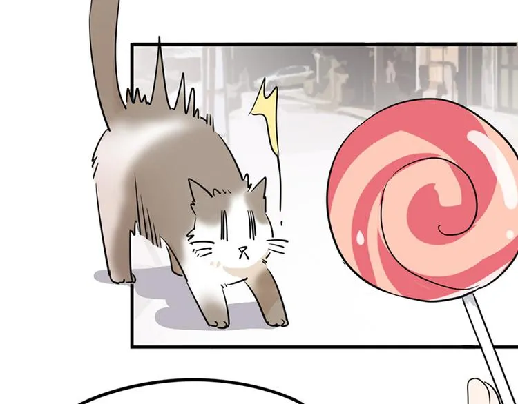 第七话如何区分流浪猫与走失家猫 第30页
