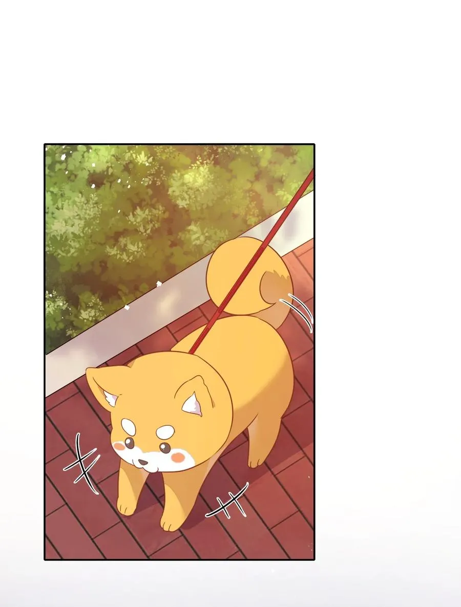 057 柴柴跑丢了？！ 第41页