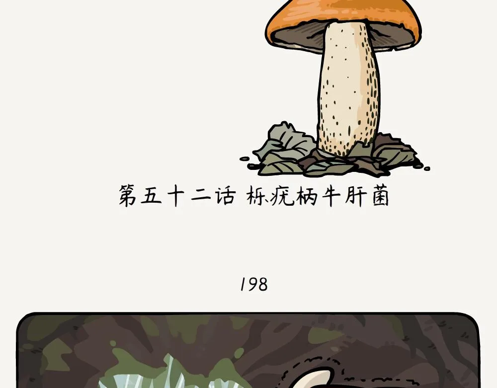第52话 栎疣柄牛肝菌 第2页