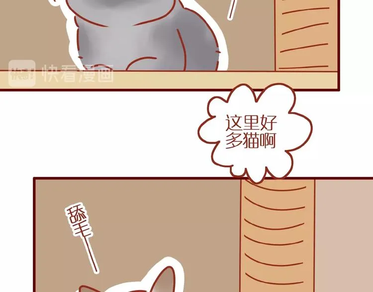 第14话 又有新猫啦！ 第34页