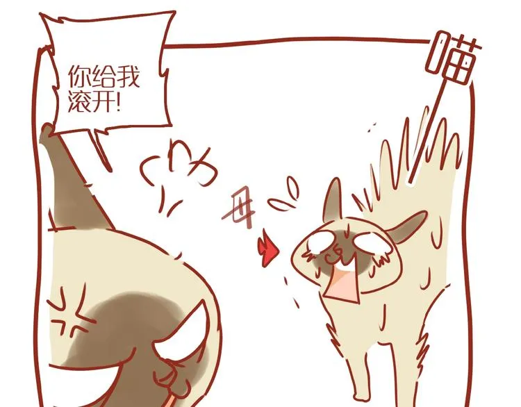 第14话 又有新猫啦！ 第47页