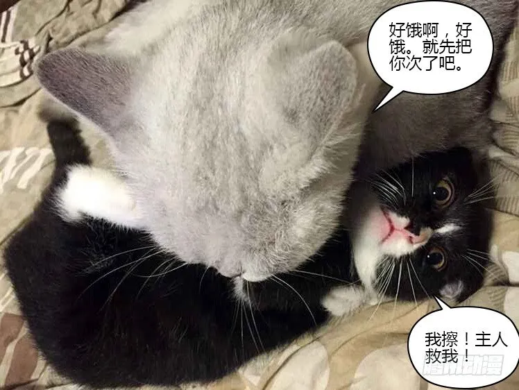 46.弱者的痛苦 第13页
