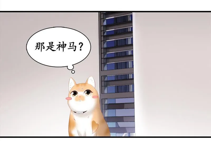 喵咪同伴出现啦~ 第12页