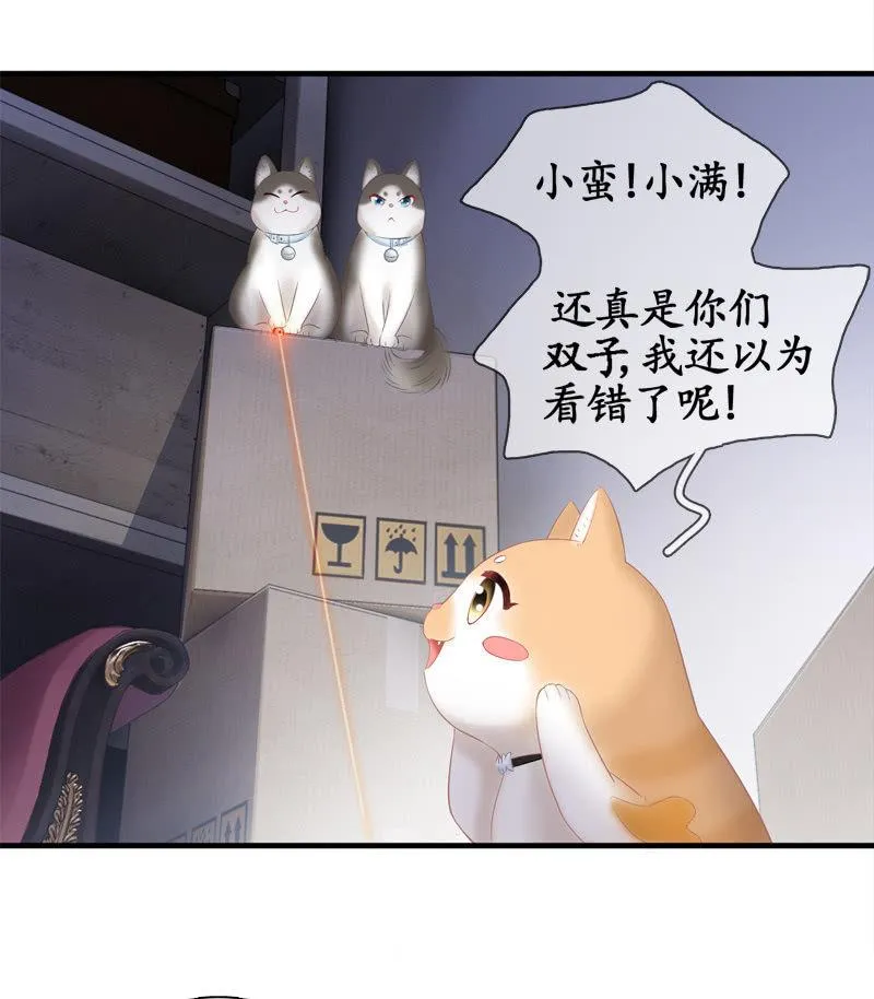喵咪同伴出现啦~ 第27页