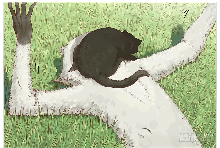 猫 第6页