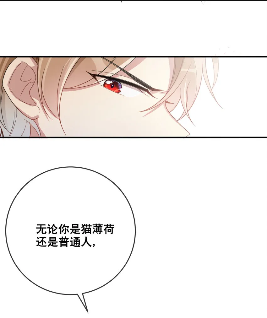 052 完美猫薄荷 第7页
